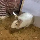 ارانب للبيع على السوم