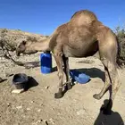 بعير فاخر مشروط