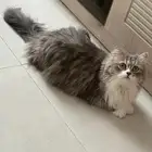 تبني طالبه تزاوج