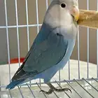 روز للبيع