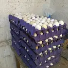 بيض بلدي للبيع