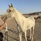 خيل