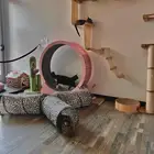 آمان لفندقة وتزاوج القطط