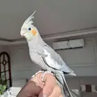 كرونات متكلمه لاتفوتكم
