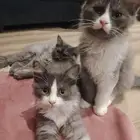 ثلاث قطط للتبني