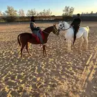 تاجير خيل وركوب حر