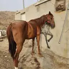فرس لقاح 9شهور إنجليزي يا مشبهة حصان شعبي أوراق