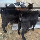 تيوس طيبه للبيع