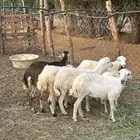 للبيع رخيل بلدي فواخر