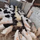 تيوس صومالى وقعدان