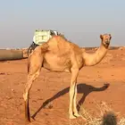 خلفه ذلول سلاله طيبه