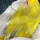 طيور روز