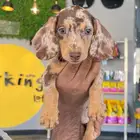 انثى داشهاند dachshund