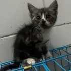 قطه للتبني