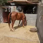 فرس شعبية البيع ب