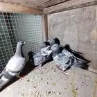 حمام زاجل