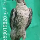صقر محنط للمجلس او العزبه