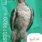دجاجة محنطة