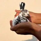 جنسرا Pure