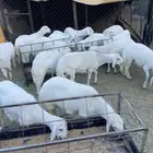 خرفان مشروطه