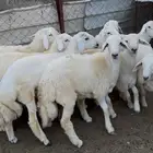 ذبايح طليان حري سواكن مع الذبح والتوصيل