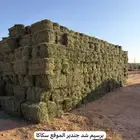 برسيم جندير صافي