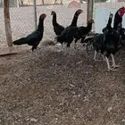 دجاج باكستاني اسود العدد 8 للبيع او للبدل بحمام فرنسي
