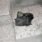 رانجر 2005
