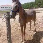 مهر شعبي