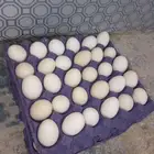 بيض بلدي