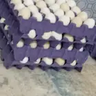 بيض بلدي