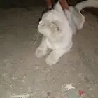 قطوه للبيع نعومه وجذابه