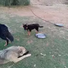 كلبين ذكر وأنثي للتبنى