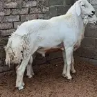 طلي سديس صنف الصنف للبيع