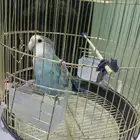 عصفور روز