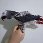 انثي بكاسكو متكلمه واليفه محلله بشهاده بدل بامازوني او بيع