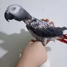 انثي بكاسكو اليفةمتكلمةومحللةبشهادةللبيع او بدل بامازوني