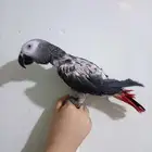 انثي كاسكواليفةمتكلمةومحللةبشهادةللبيع للبيع او بدل بامازوني