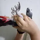 انثي كاسكواليفةمتكلمةومحللةبشهادةللبيع للبيع او بدل بامازوني