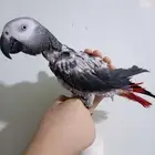 انثي كاسكواليفةمتكلمةمحللةبشهادةبيع او بدل بامازوني