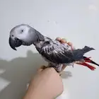 انثي كاسكواليفةمتكلمةمحللةبشهادةبيع او بدل بامازوني