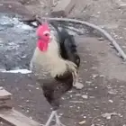 ديكه للبيع