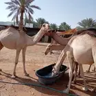 قعدان صومالي جمله وتفريد