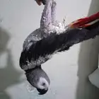 انثي كاسكو اليفةمتكلمةمحللةبشهادةبيع او بدل بامازوني