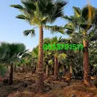 نخل واشنطني نخل زينه واشنطن