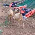 فران ورخل