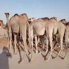 قعدان صومالي جمله من المزاحميه