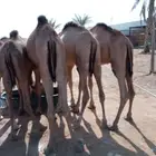 قعدان صوماليه جمله مفاريد