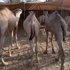 قعدان صوماليه مرباه جمله وتفريد