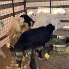 للبيع طليان جذعان. العدد 11 راس